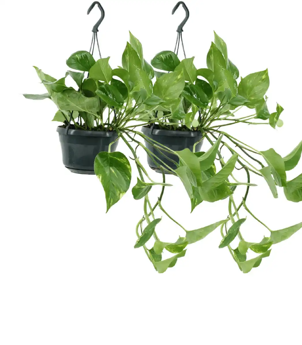2x Epipremnum aureum (Scindapsus), 25 cm, 15 cm pot