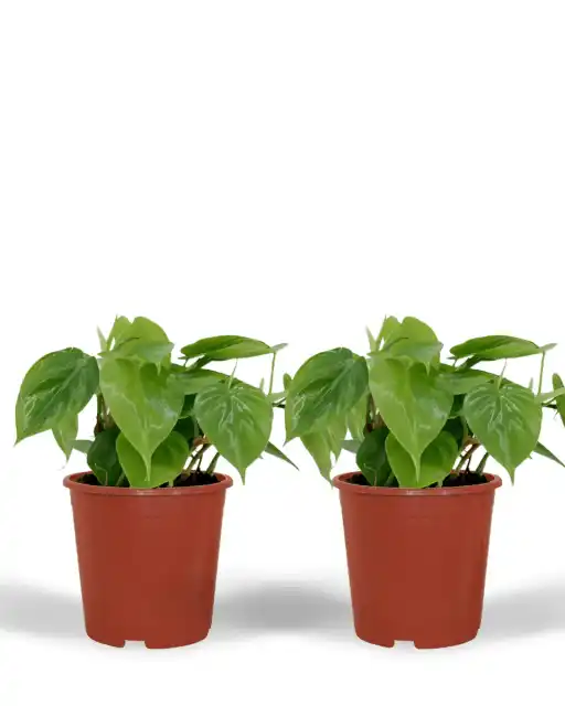 2x Philodendron scandens Heartleaf Plant, 5 cm, Pot 12 cm