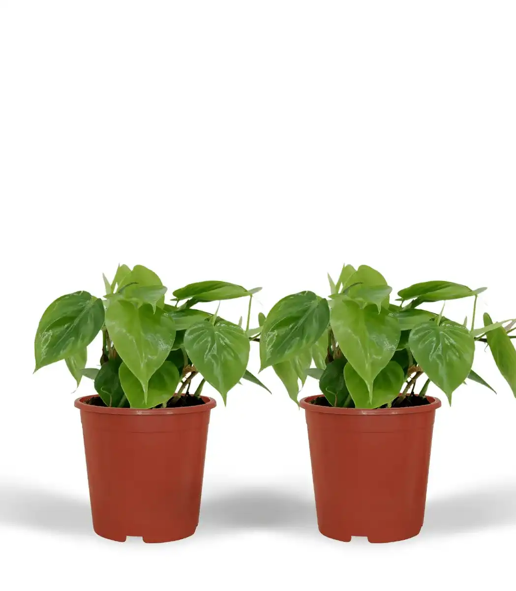 2x Philodendron scandens Heartleaf Plant, 5 cm, Pot 12 cm