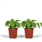 2x Philodendron scandens Heartleaf Plant, 5 cm, Pot 12 cm
