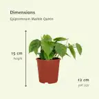 2x Philodendron scandens Heartleaf Plant, 5 cm, Pot 12 cm