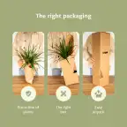 2x Philodendron scandens Heartleaf Plant, 5 cm, Pot 12 cm
