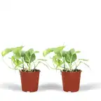 2x Pothos Epipremnum aureum | 20 cm | Pot u00d812 cm