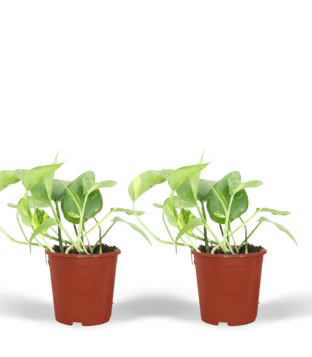 2x Pothos Epipremnum aureum | 20 cm | Pot u00d812 cm
