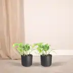 2x Pothos Epipremnum aureum | 20 cm | Pot u00d812 cm