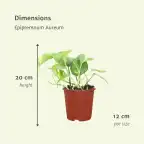 2x Pothos Epipremnum aureum | 20 cm | Pot u00d812 cm
