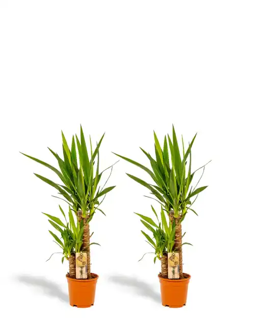 2x Yucca elephantipes, 90 cm, 17 cm nursery pot