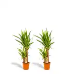 2x Yucca elephantipes, 90 cm, 17 cm nursery pot