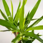 2x Yucca elephantipes, 90 cm, 17 cm nursery pot