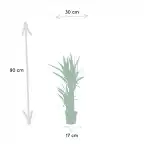 2x Yucca elephantipes, 90 cm, 17 cm nursery pot