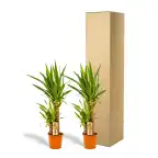 2x Yucca elephantipes, 90 cm, 17 cm nursery pot