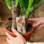 2x Yucca elephantipes, 90 cm, 17 cm nursery pot
