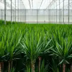 2x Yucca elephantipes, 90 cm, 17 cm nursery pot