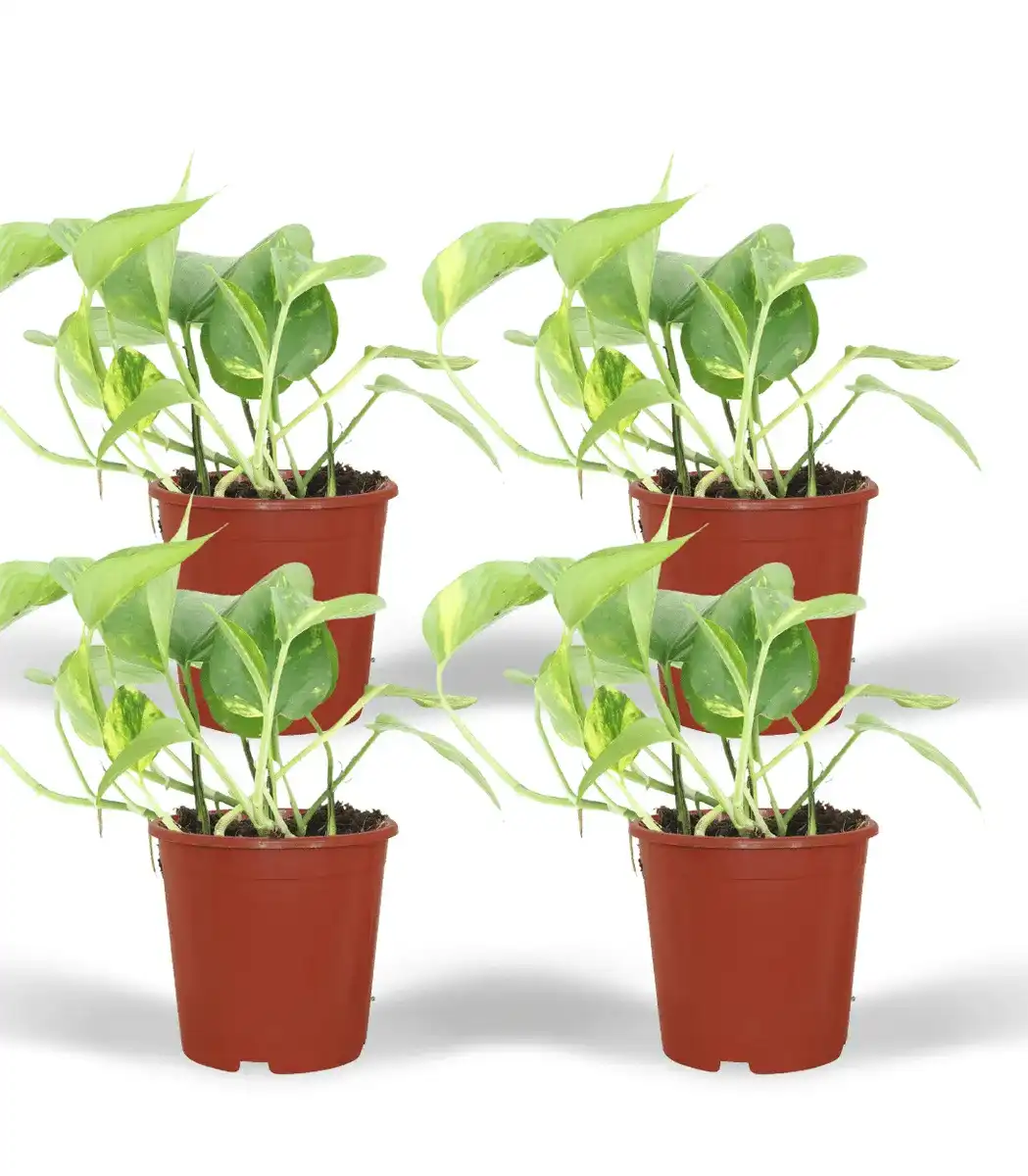 4x Epipremnum aureum (Scindapsus) pot u00d812 cm, 20 cm