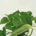 4x Epipremnum aureum (Scindapsus) pot u00d812 cm, 20 cm
