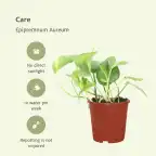 4x Epipremnum aureum (Scindapsus) pot u00d812 cm, 20 cm