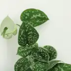 4x Scindapsus Pictus (Epipremnum) 5 cm, pot u00f812 cm