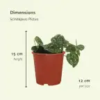 4x Scindapsus Pictus (Epipremnum) 5 cm, pot u00f812 cm