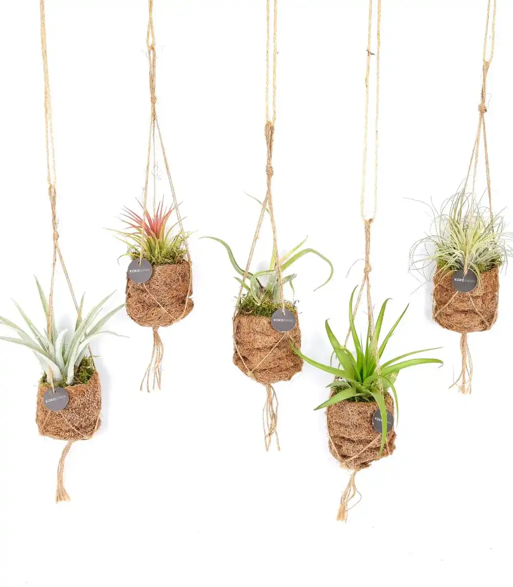 8x Kokodama Birdnest Tillandsia Mix, u00d87 cm, H5 cm