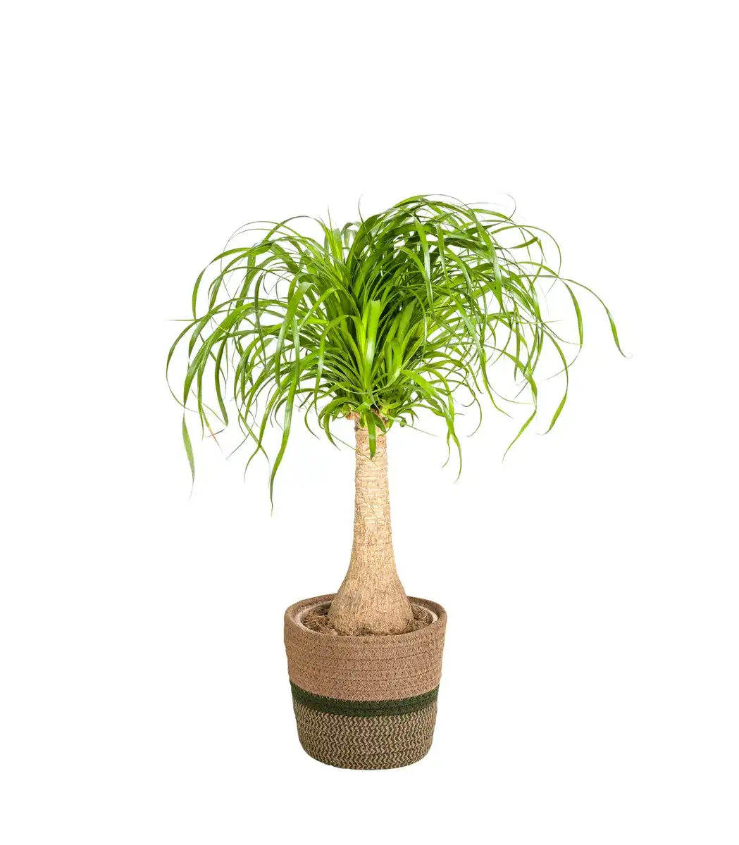 Beaucarnea recurvata Ponytail Palm with basket, u00d821 cm, 60-80 cm