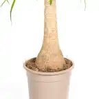 Beaucarnea recurvata Ponytail Palm with basket, u00d821 cm, 60-80 cm