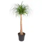 Beaucarnea recurvata trunk 120 cm, pot u00d832 cm