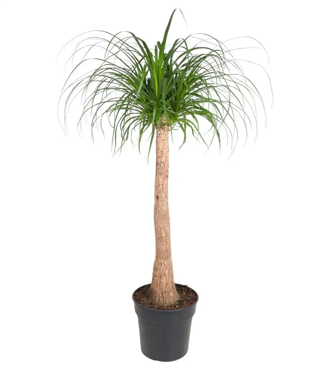 Beaucarnea recurvata trunk 120 cm, pot u00d832 cm