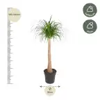 Beaucarnea recurvata trunk 120 cm, pot u00d832 cm