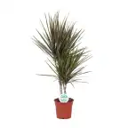 Bicolor Dracaena (Dracaena marginata) u2013 17 cm pot, 75 cm
