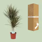 Bicolor Dracaena (Dracaena marginata) u2013 17 cm pot, 75 cm