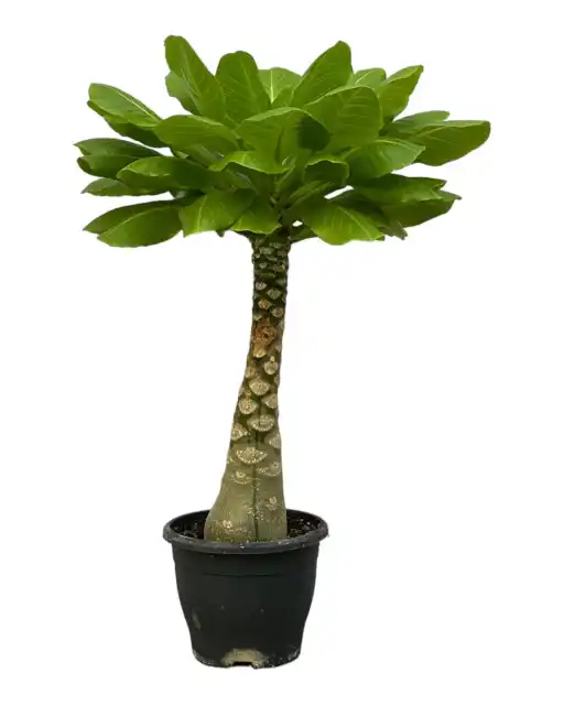 Brighamia insignis Hawaiian Palm - 25 cm - Pot u00d812 cm