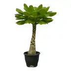Brighamia insignis Hawaiian Palm - 25 cm - Pot u00d812 cm