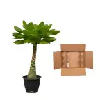 Brighamia insignis Hawaiian Palm - 25 cm - Pot u00d812 cm