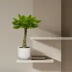 Brighamia insignis Hawaiian Palm - 25 cm - Pot u00d812 cm