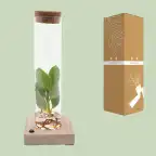 Clusia (Clusia rosea) in glass tube with LED, u00d85 cm, 10 cm