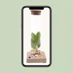Clusia (Clusia rosea) in glass tube with LED, u00d85 cm, 10 cm