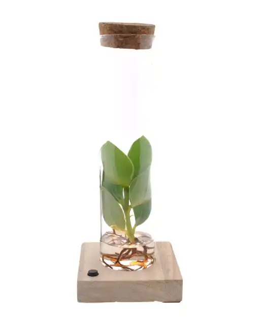 Clusia (Clusia rosea) in glass tube with LED, u00d85 cm, 10 cm