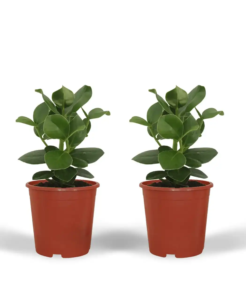 Clusia Princess (Clusia rosea) u2013 2 plants, pot u00d812 cm, 15 cm