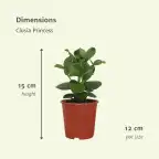 Clusia Princess (Clusia rosea) u2013 2 plants, pot u00d812 cm, 15 cm