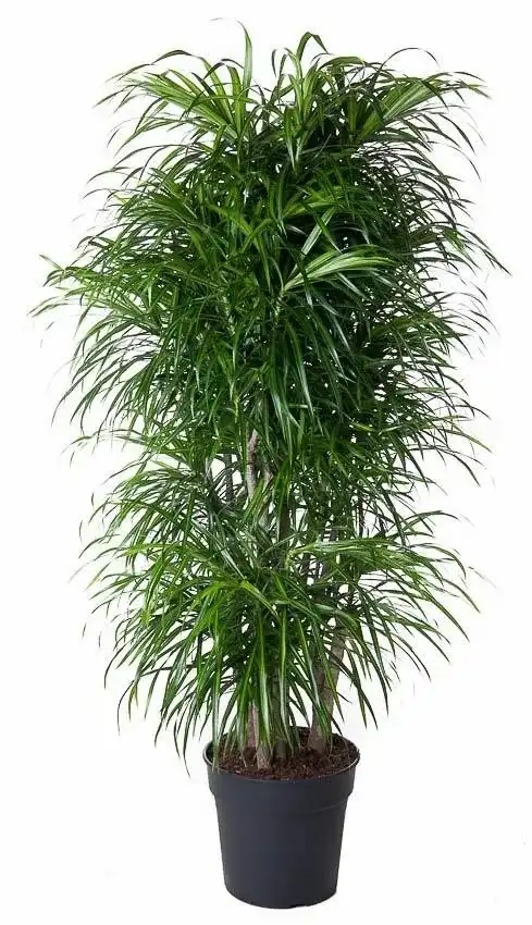 Dracaena Anita Branched (Dracaena fragrans) 160 cm u00d834