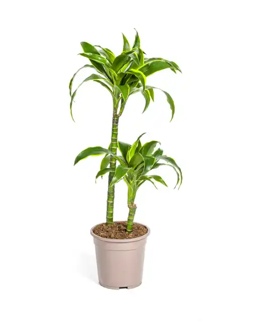 Dracaena deremensis Dorado u00d819 cm, 70u201390 cm, green variegated