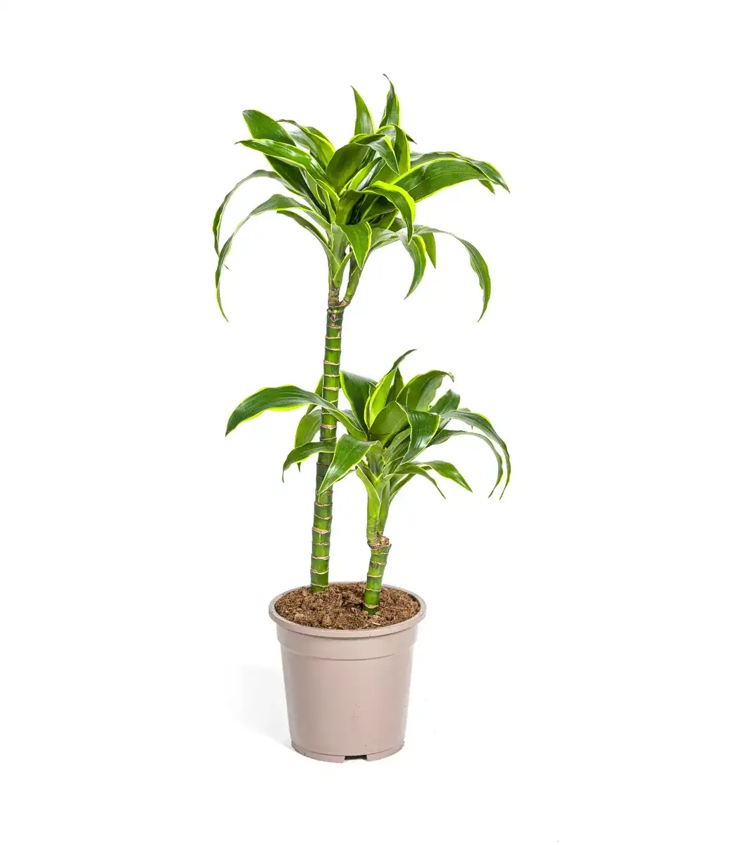 Dracaena deremensis Dorado u00d819 cm, 70u201390 cm, green variegated