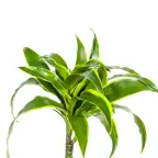 Dracaena deremensis Dorado u00d819 cm, 70u201390 cm, green variegated
