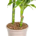 Dracaena deremensis Dorado u00d819 cm, 70u201390 cm, green variegated