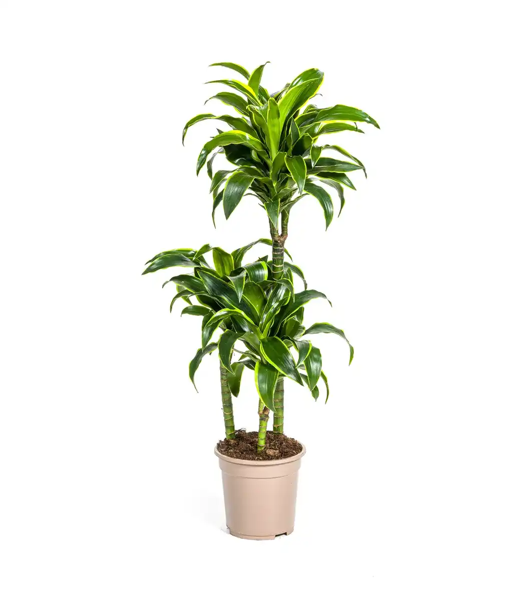 Dracaena deremensis 'Dorado' u2013 Pot u00d821 cm, 100u2013120 cm