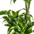 Dracaena deremensis 'Dorado' u2013 Pot u00d821 cm, 100u2013120 cm