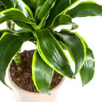 Dracaena deremensis 'Dorado' u2013 Pot u00d821 cm, 100u2013120 cm