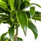 Dracaena deremensis 'Dorado' u2013 Pot u00d821 cm, 100u2013120 cm