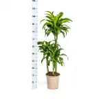 Dracaena deremensis 'Dorado' u2013 Pot u00d821 cm, 100u2013120 cm