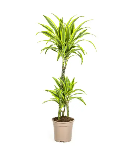 Dracaena deremensis Lemon Lime u00d821 cm, 90u2013110 cm | Indoor Plant